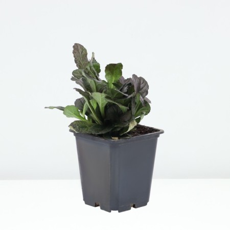 Tenage creeping atropurpurea, p9 pot, H10-50 height, 1 pc, summer 2024-1
