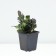 Tenage creeping atropurpurea, p9 pot, H10-50 height, 1 pc, summer 2024