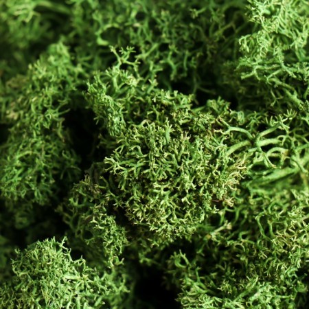 Moss Yagel stabilized "natural green" 100 gr.-2