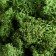 Moss Yagel stabilized "natural green" 100 gr.