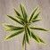 Flowers artificial "Palma homemade luxury" 55 cm, light green