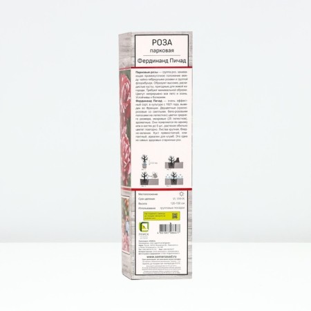 Seedling rose Parkovy "Ferdinand Pichad", tube, 1 pc, spring 2025-1