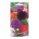 Georgina flowers decorative "Pappy", 15 pcs