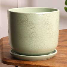 Flower python Green Poto 3 l