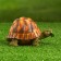 Garden figure "Turtle with a sheet" 15x10x14cm