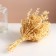 Set of dried flowers "chandra", banch length 40 (+/- 6 cm), bleached