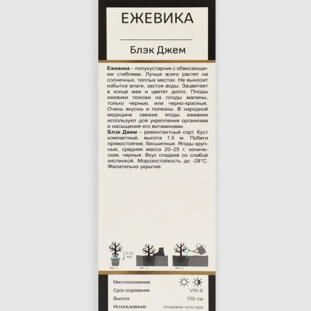 Black blackberry "Black Jam", 1 pc, tube, spring 2025-1