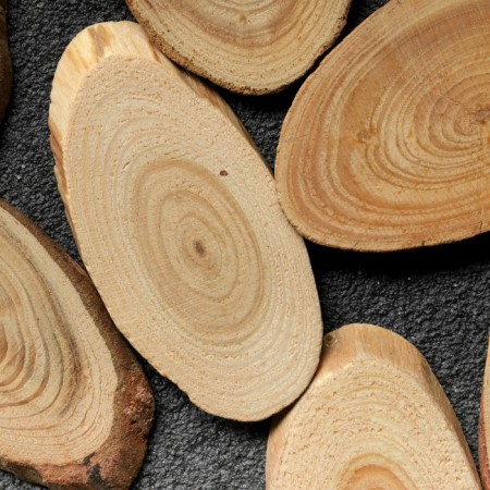 Saw a tree "larch", oval, d = 3-4 cm, h = 3.5 mm-2