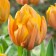 Tulip Terry Freeman, rr 12+, 3 pcs, economy, autumn 2024