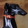 Collar "radiance" with a bell, 29 x 1 cm, Osh 20-25, red