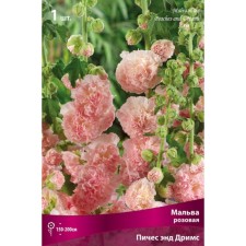 Malva pink piches & Dreams, rr I, 1 pc, spring 2025