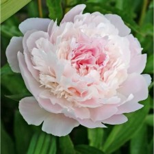PION Dairy Power, C3 pot, 1 pc, summer 2024