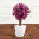 Bonsai in the pot "Color Leaflets" 18 cm, mix