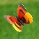 Plug "butterfly Delfius 25cm, set 6pcs, mix