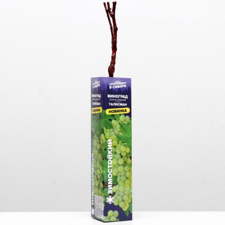 Grape seedling talisman spring 2024, 1 pc.