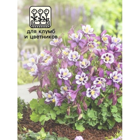 Aquilegia "Altai Giant", 0.05 g-2