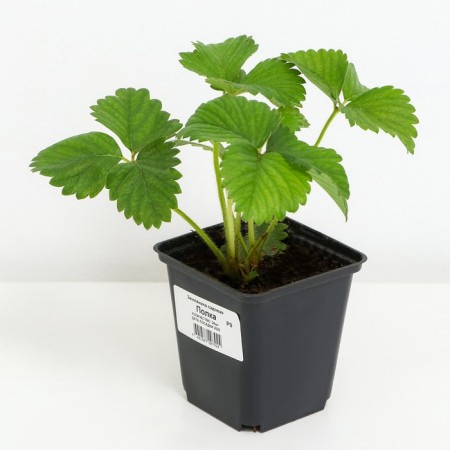 Strawberries Garden shelf, P9 pot, 1 pc, summer 2024-1