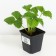 Strawberries Garden shelf, P9 pot, 1 pc, summer 2024