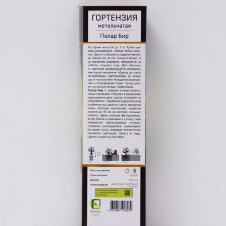 Hydrangea blizzard suite "Polar Bir", 1 pc, tube, spring 2025-1