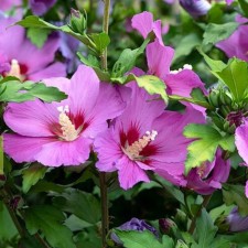 Саженец Гибискус сирийский "Flogi", Горшок P9, Лето 2024