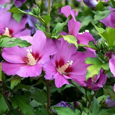Seedling of hibiscus Syrian "Flogi", pot P9, summer 2024