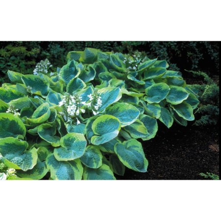Khosta Zibold Francis Villams, C2 pot, H10-50 height, 1 pc, summer 2024