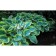 Khosta Zibold Francis Villams, C2 pot, H10-50 height, 1 pc, summer 2024