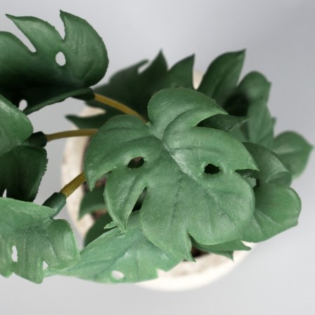 Bonsai in a pot of "Rafidophore Elite" (soft sheet) 14x6 cm, mix-1