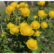 Cultural Lemon Quin, Pot C2, 1 pc, Summer 2024