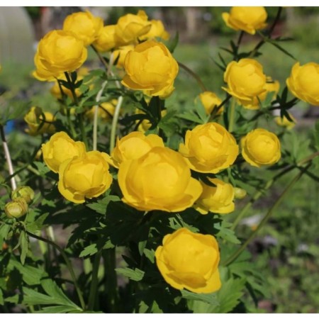 Cultural Lemon Quin, Pot C2, 1 pc, Summer 2024