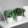 Bonsai in the pot "ivy indoor ultra" (soft sheet) 15x7 cm, mix
