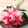 Artificial flowers "Begonia" premium, 14x60 cm, pink-raspberry