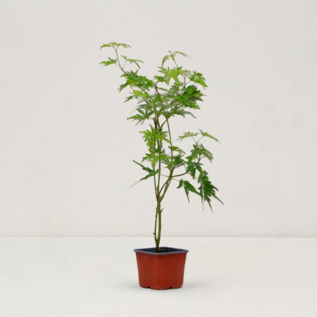 Dlanical maple seedlings "Seiryu", P9 pot, summer 2024-1