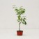 Dlanical maple seedlings "Seiryu", P9 pot, summer 2024
