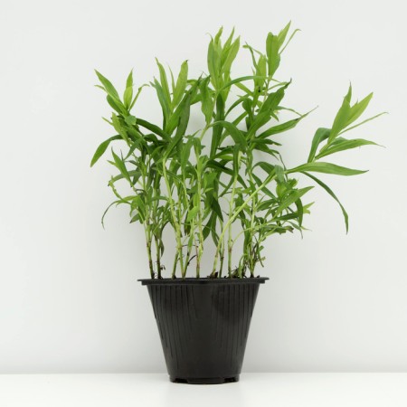 Astra shrub "Rosenvichtel", pot C3, 1 pc, spring 2024-1
