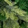 Christmas tree "Elite tradition" 240 cm D of the lower tier 155 cm 1650 branches
