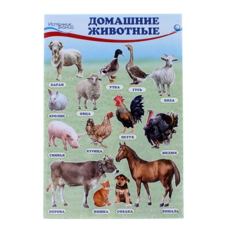 A set of posters "Home, forest animals, fruits and berries, vegetables" with a task, A4-1