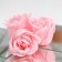 Soap roses, pink, set of 10 pcs.