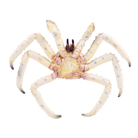 Figure "Kamchatka crab"-2