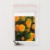 Flower seeds “Lady”, F1, Orange, Pan American, 10 pcs