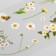 Stickers plastic "chamomile" set of 6 sheets 10x18 cm