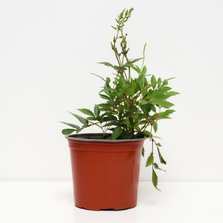 Astilba Hybrid Uniker Silveren Pink, C1.5 pot, H10-50 height, 1 pc, summer 2024-1