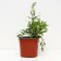 Astilba Hybrid Uniker Silveren Pink, C1.5 pot, H10-50 height, 1 pc, summer 2024