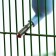 Drill for rodents "Pijon", 125 ml, blue