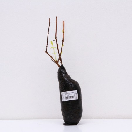 Edible honeysuckle (Northern Garden series) "Michurinskoye marvel", 1 pc, tube, spring 2024-2