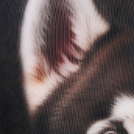 Antistress Pillow "Husky"-4