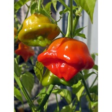 Seeds Acute Pepper 