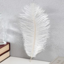 Feather of ostrich 25-30 cm, white