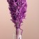 Set of dried flowers "oats", banch length 60-65 (+/- 6 cm), lilac