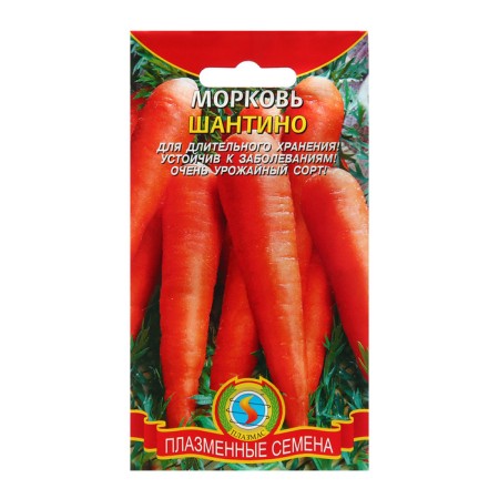 Seed Carrots "Shantino"